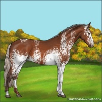 Horse Color:White Spotted Silver Bay 