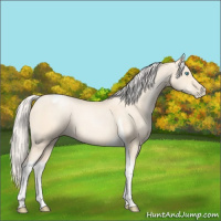 Horse Color:Silver Amber Cream Champagne Pearl Tobiano 