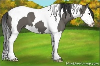 Horse Color:Grullo Splash Tobiano 