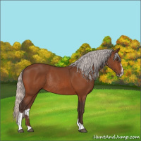 Horse Color:Silver Brown Sabino Rabicano