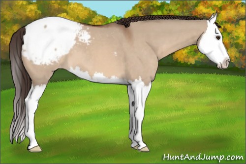 Horse Color:Bay Dun Splash Appaloosa 
