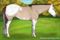 Horse Color:Bay Dun Splash Appaloosa 