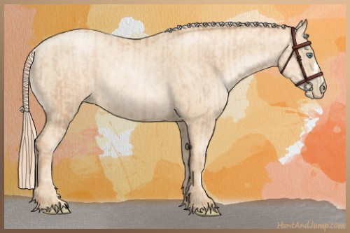 Horse Color:Gold Champagne Pearl Rabicano  and Gold Cream Champagne Pearl Rabicano 