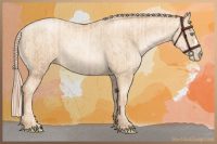 Horse Color:Gold Champagne Pearl Rabicano and Gold Cream Champagne Pearl Rabicano