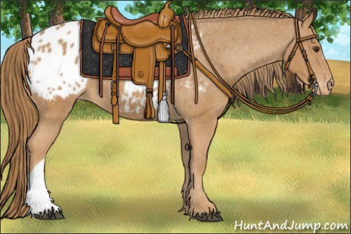 Horse Color:Chestnut Appaloosa 