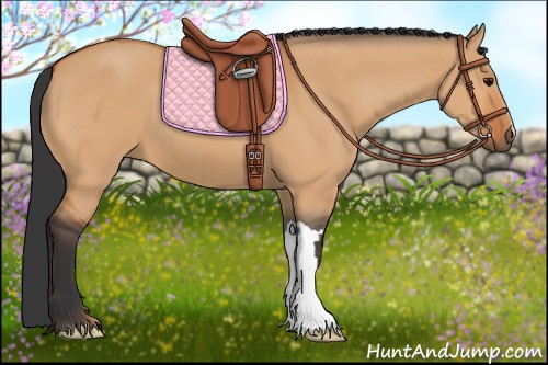 Horse Color:Bay Dun
