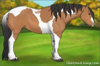 Horse Color:Bay Tobiano 