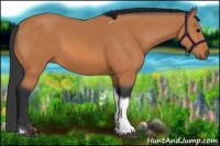 Horse Color:Bay Tobiano