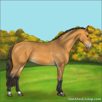 Horse Color:Buckskin 