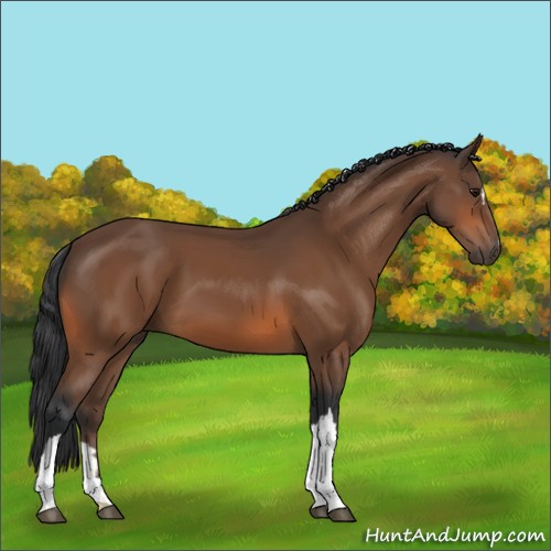 Horse Color:Bay 