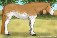 Horse Color:White Spotted Chestnut 