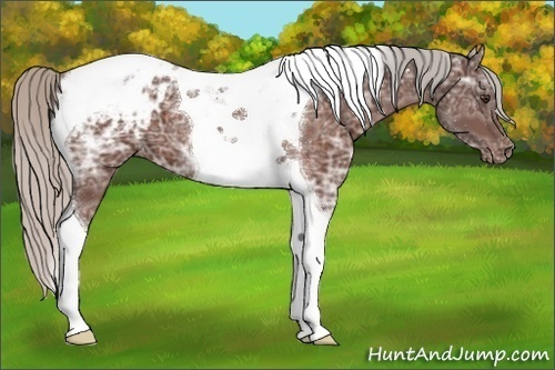 Horse Color:Silver Brown Ice Tobiano Appaloosa 