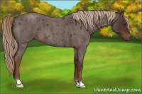 Horse Color:Liver Red Roan 