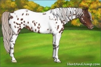 Horse Color:Silver Brown Tobiano Appaloosa 
