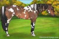 Horse Color:White Spotted Bay 