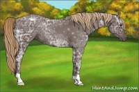 Horse Color:Liver Chestnut Ice 