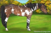 Horse Color:White Spotted Bay 