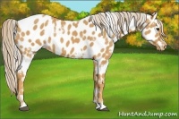 Horse Color:White Spotted Palomino Appaloosa 