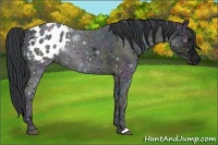 Horse Color:Midnight Black Ice Appaloosa 