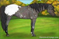 Horse Color:Midnight Bay Ice Appaloosa Rabicano 