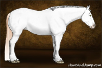 Horse Color:Gold Champagne Tobiano Blanket 