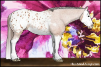 Horse Color:Bay Splash Appaloosa 