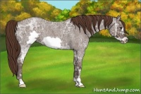 Horse Color:Liver Red Ice Roan Frame 