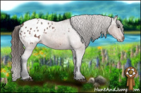 Horse Color:Bay Roan Appaloosa 
