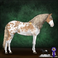 Horse Color:Chestnut Sabino Appaloosa 