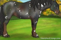 Horse Color:White Spotted Liver Chestnut