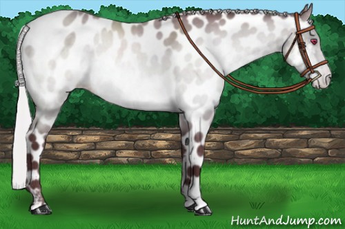 Horse Color:Chocolate Silver Brown Chinchilla Appaloosa