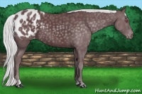 Horse Color:Chocolate Silver Black Chinchilla Appaloosa 