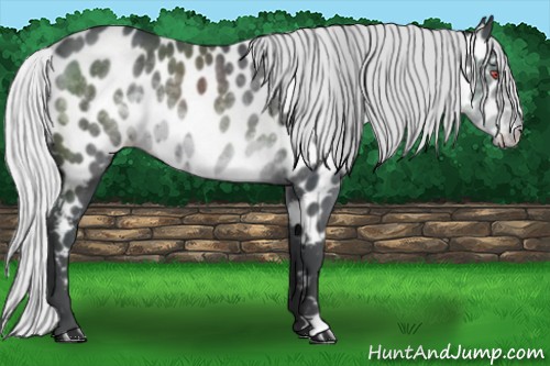 Horse Color:Silver Black Chinchilla Appaloosa 