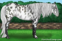 Horse Color:Silver Black Chinchilla Appaloosa 
