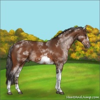 Horse Color:White Spotted Buckskin Tobiano Frame 