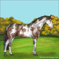 Horse Color:White Spotted Brown Tobiano Rabicano 