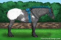 Horse Color:Blue Roan Appaloosa 