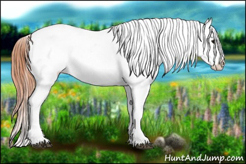 Horse Color:Bay Dun Appaloosa 