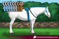 Horse Color:Chestnut Mushroom Appaloosa