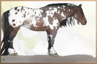 Horse Color:White Spotted Brown Appaloosa 
