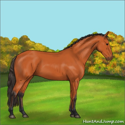 Horse Color:Bay 