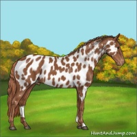 Horse Color:Chestnut Appaloosa 