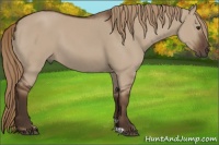 Horse Color:Liver Red Dun 