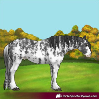 Horse Color:Black Sabino