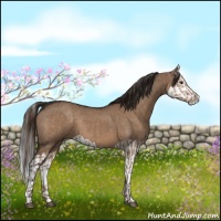 Horse Color:Liver Red Dun  and Liver Red Dun Splash 