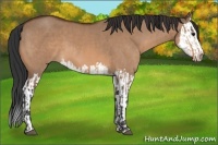 Horse Color:Bay Dun  and Bay Dun Splash 