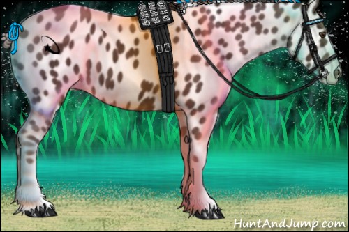 Horse Color:Liver Chestnut Tobiano Appaloosa