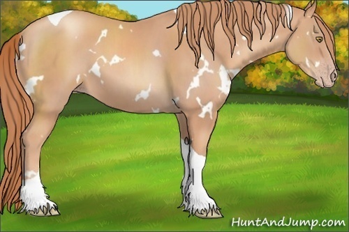 Horse Color:White Spotted Gold Champagne Tobiano 