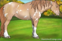 Horse Color:White Spotted Gold Champagne Tobiano