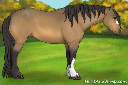 Horse Color:Buckskin 